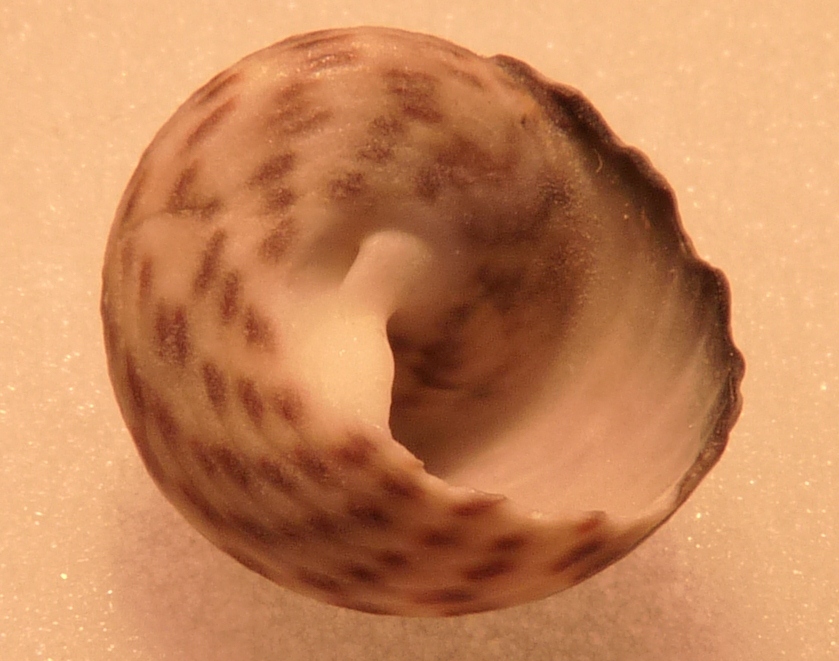 Tronchidae Osilinus ?